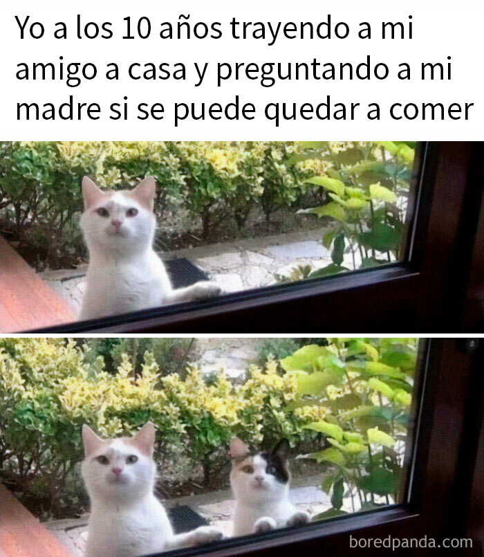 Dos gatos adorables miran desde la ventana, mostrando lo especiales que son con expresión curiosa.