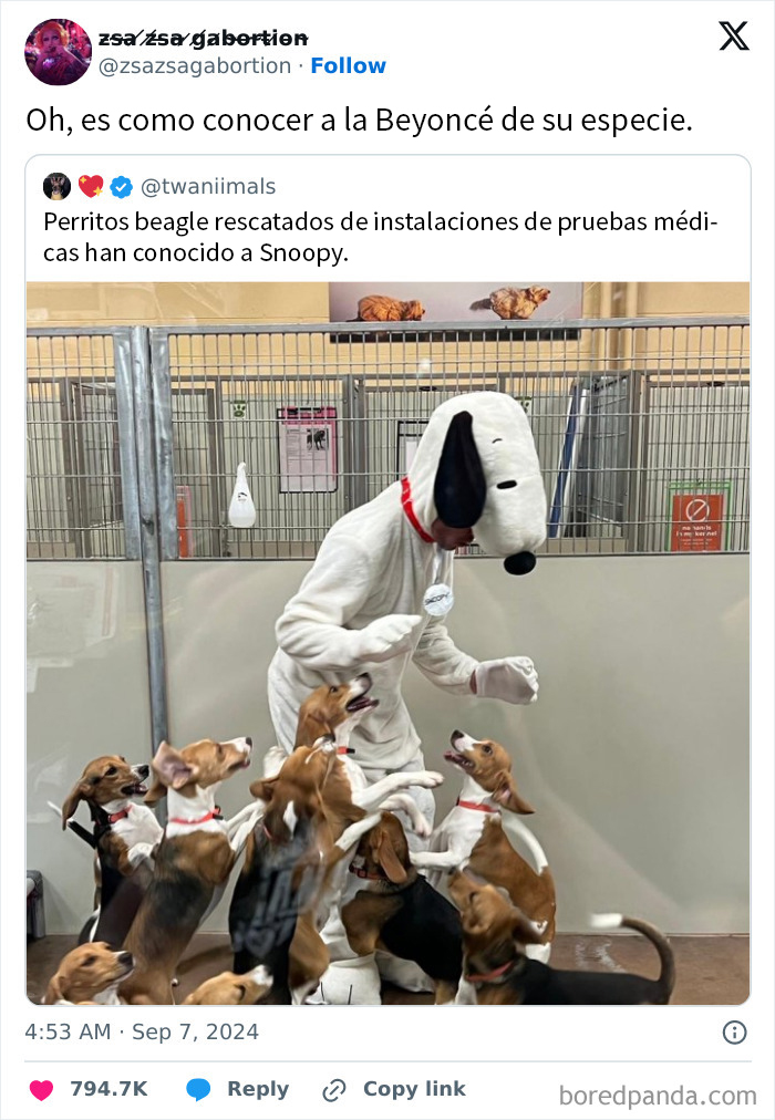 Beagles rescatados emocionados alrededor de una persona disfrazada de Snoopy en un refugio. Memes contra la humanidad.