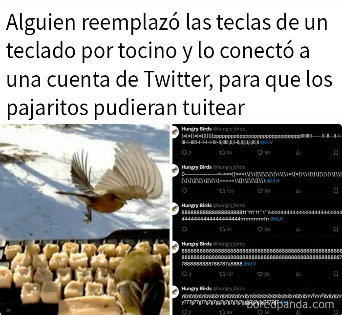 Pájaros picoteando teclado de tocino conectado a Twitter, ejemplo de meme humorístico.