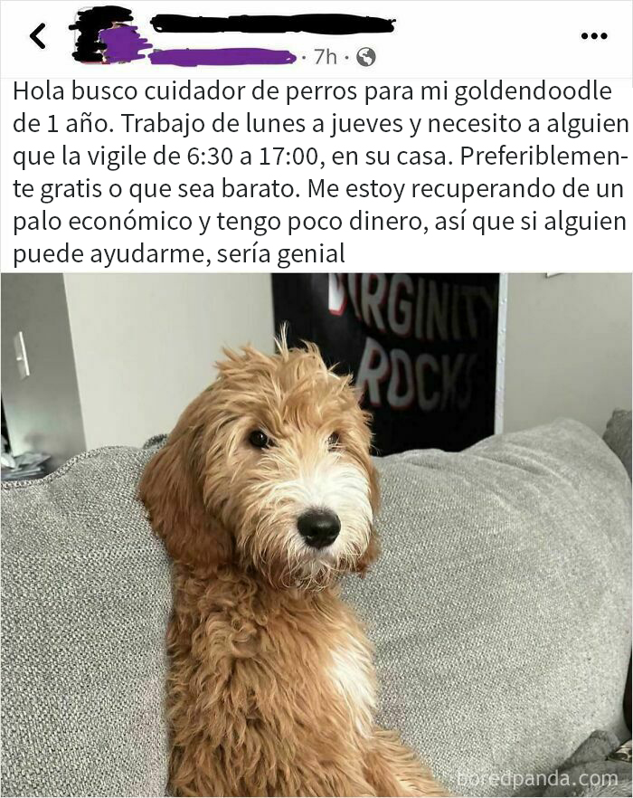 Publicación pidiendo cuidador para perro goldendoodle, ejemplo de pedigüeños exigentes y ridiculizados en redes sociales.