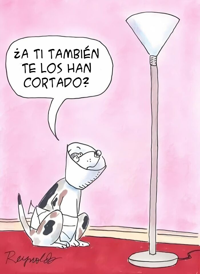 Perro con collar isabelino junto a lámpara, meme divertido sobre cosas de la vida en fondo rosa.