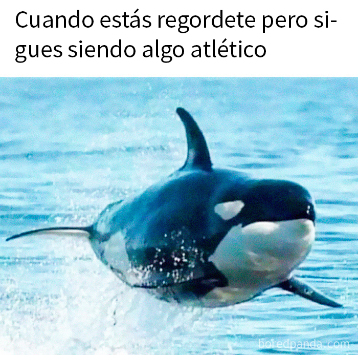 Ballena saltando en el agua con texto humorístico, meme aleatorio divertido e ingenioso relacionado con temas atléticos.