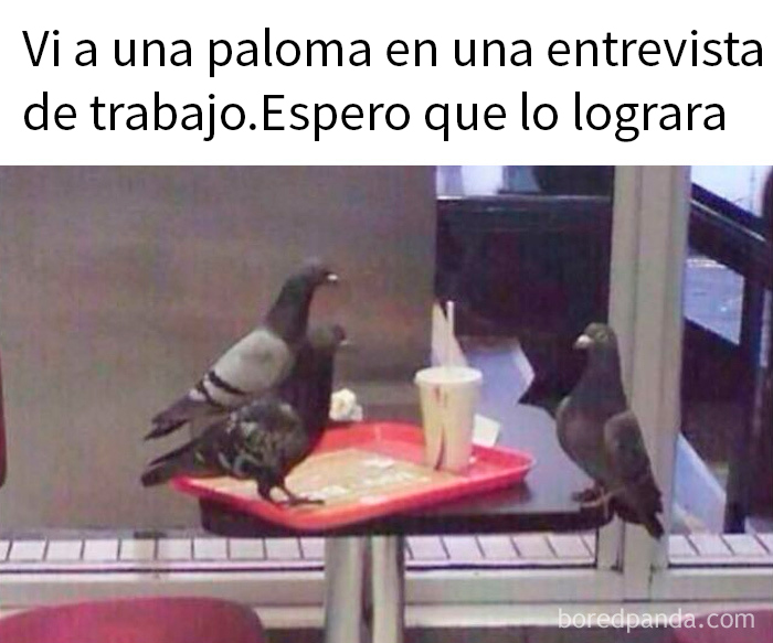 Palomas interactuando en mesa de restaurante, imagen divertida e ingeniosa para memes aleatorios con humor cotidiano.