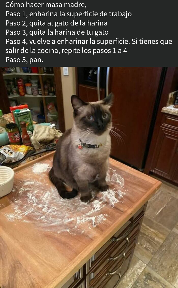 Gato sentado sobre harina en mesa de cocina, situación asqueada relacionada con comidas que tuvieron que compartirse.
