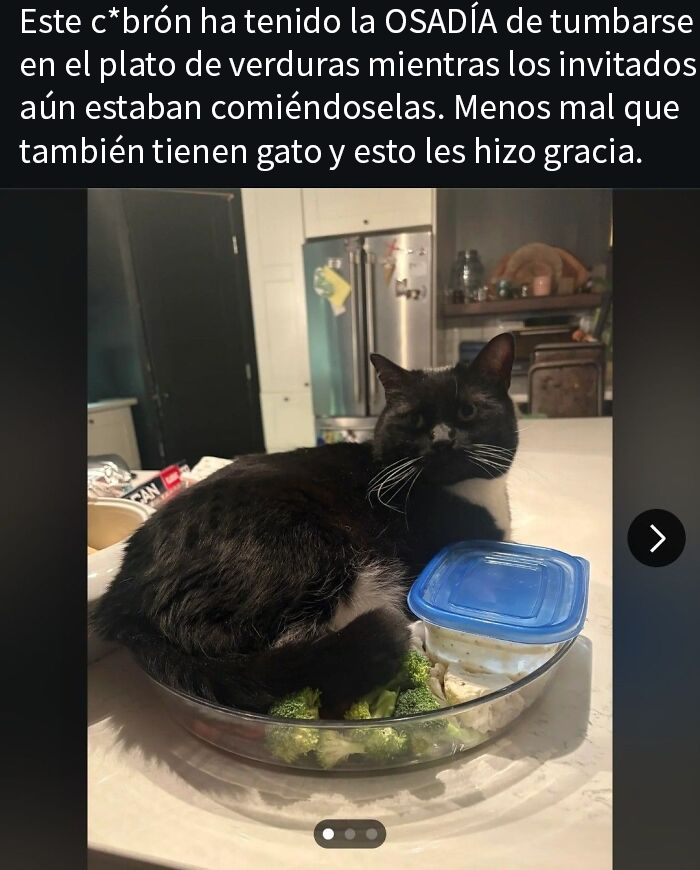 Gato negro sentado en un plato de verduras frescas que causa asco y sorpresa en personas por esta comida compartida.