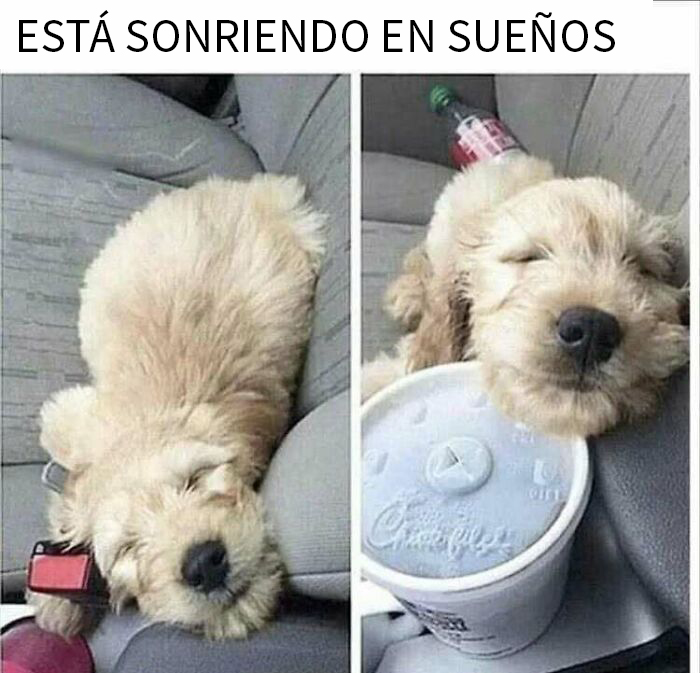 Perro adorable durmiendo plácidamente en coche, imagen reconfortante perfecta para memes de perros relajados y felices.