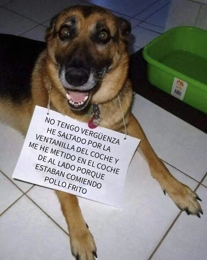 Perro con cartel divertido mostrando un meme reconfortante de perros para alegrar el día y olvidar lo terrible del mundo.