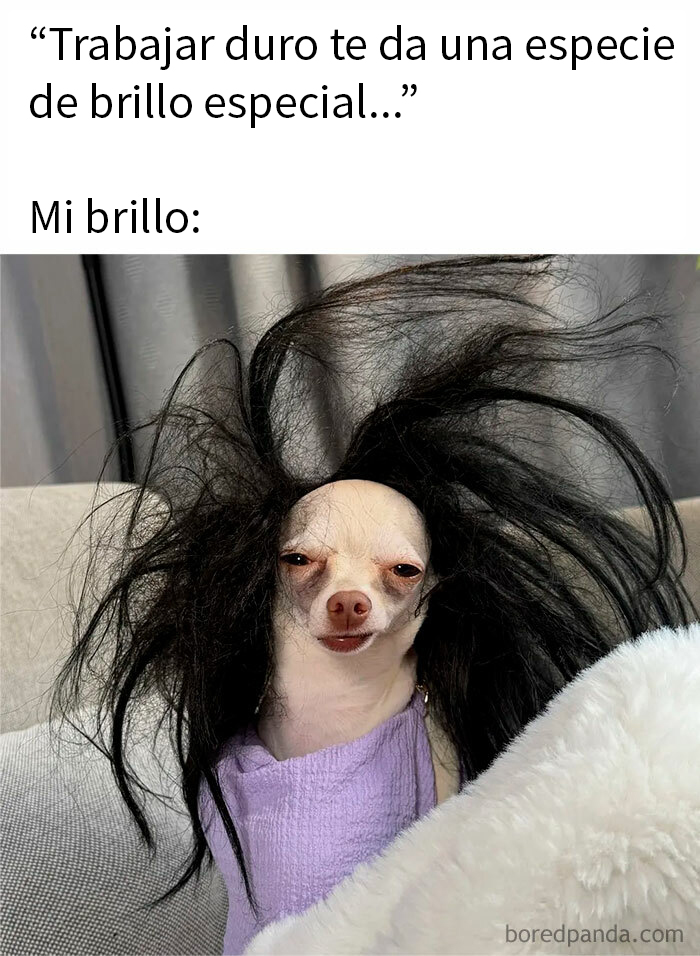 Perro con peluca desordenada y expresión divertida representando brillo irónico en imagen de publicaciones que se burlan.