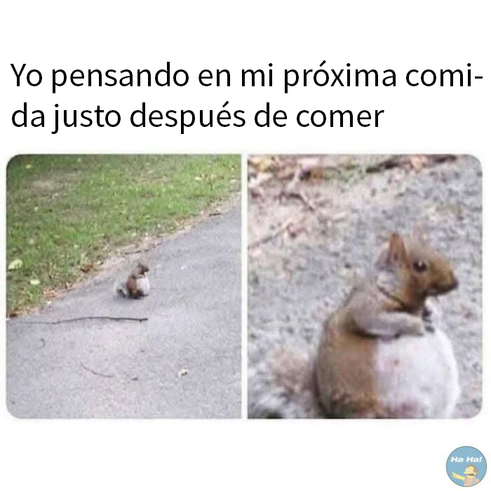 Ardilla con barriga grande después de comer, imagen divertida para publicaciones que se burlan de todo y de todos.