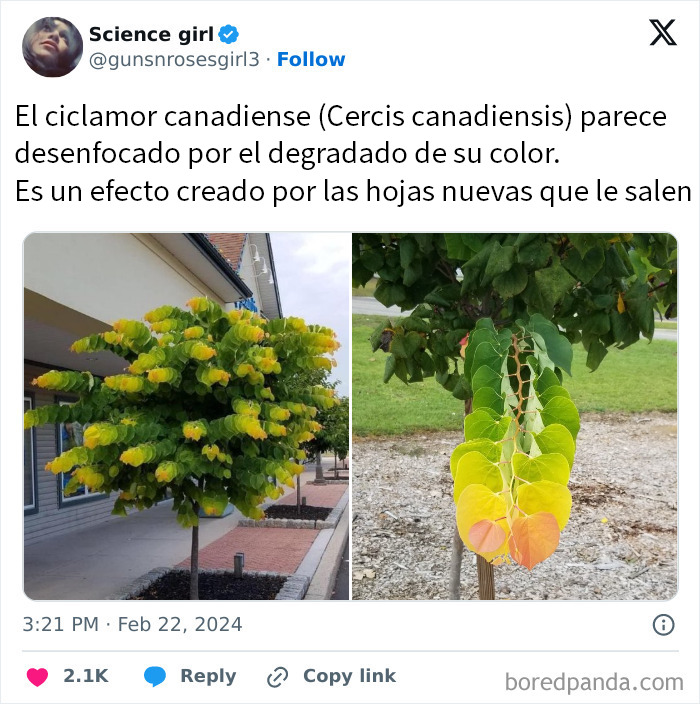 Árbol de ciclamor canadiense con hojas en degradado de colores, imagen reconfortante para alegrar el día.