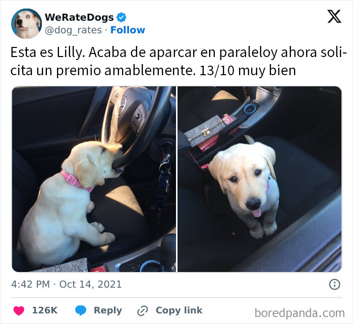 Perrito adorable en coche mostrando ternura, imagen perfecta entre las publicaciones reconfortantes para alegrarte el día.