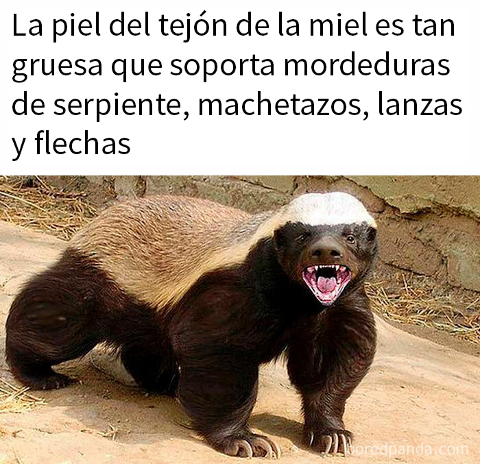 Tejón de la miel mostrando su piel gruesa resistente a mordeduras y ataques, dato inquietante sobre el mundo animal.