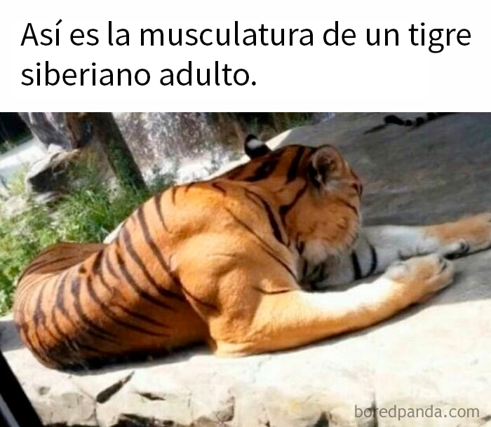 Musculatura sorprendente de un tigre siberiano adulto, uno de los datos inquietantes sobre el mundo en el que vivimos.