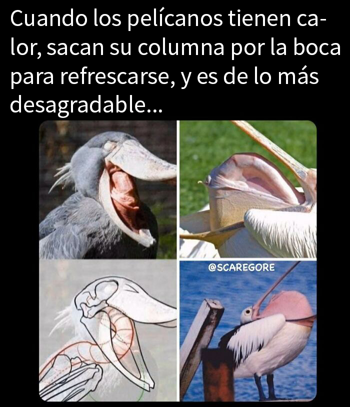 Pelícanos mostrando su columna vertebral por la boca para refrescarse, un dato inquietante sobre el mundo animal.