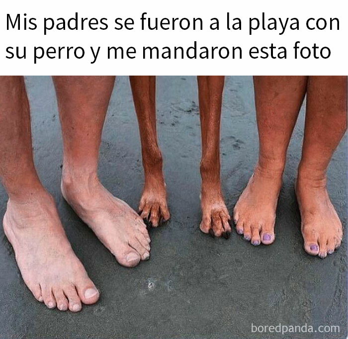Pies humanos y patas de perro juntos en la playa en un meme reconfortante de perros para olvidar lo terrible.