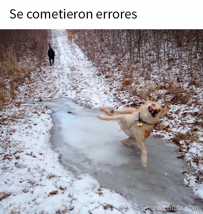Perro resbalando sobre hielo en camino nevado, memes reconfortantes de perros para olvidar lo terrible del mundo.