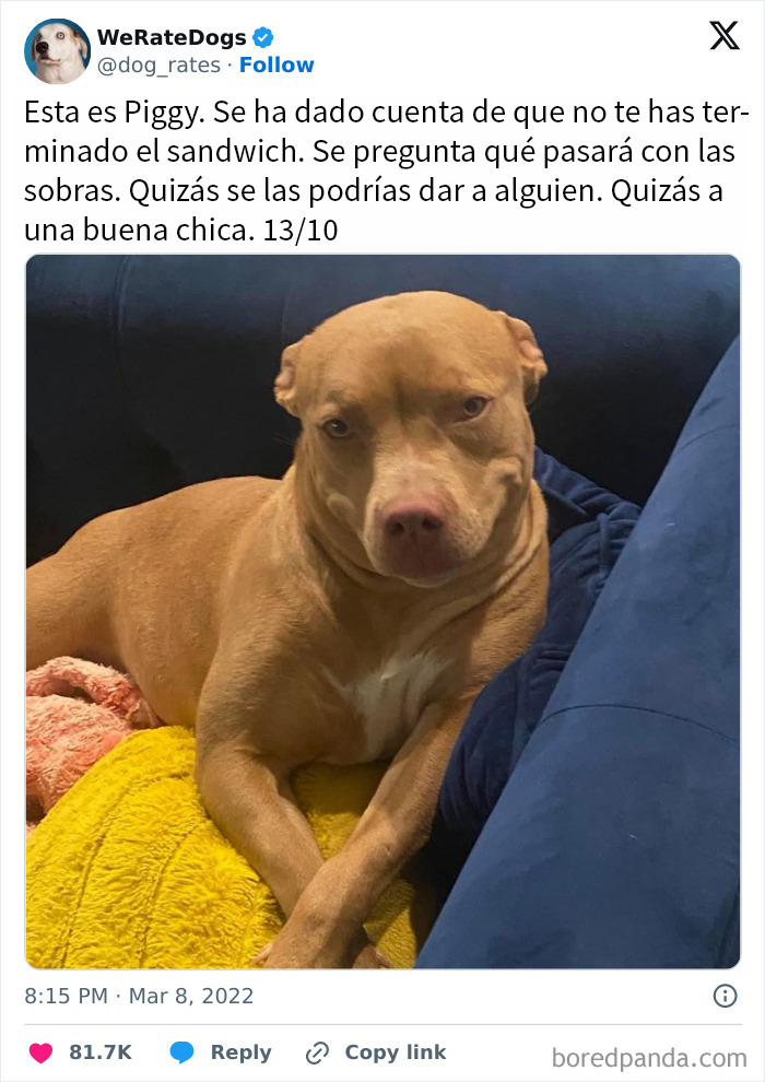 Perro recostado en un sofá azul con expresión tierna, en memes reconfortantes de perros para olvidar lo terrible.
