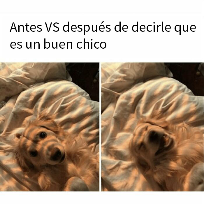 Memes de perros mostrando felicidad antes y después de recibir cariño en imagen reconfortante y divertida.