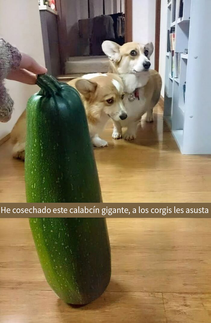 Calabacín gigante sostenido cerca de dos perros corgi atentos y asustados en el suelo de madera. Memes de perros.