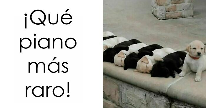 Memes de perros mostrando cinco cachorros dormidos alineados como teclas de piano y uno despierto al lado.