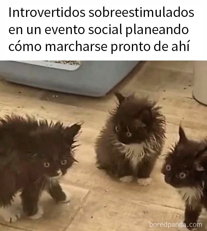 Gatos con expresión nerviosa representando a introvertidos sobreestimulados en eventos sociales, memes divertidos para introvertidos.