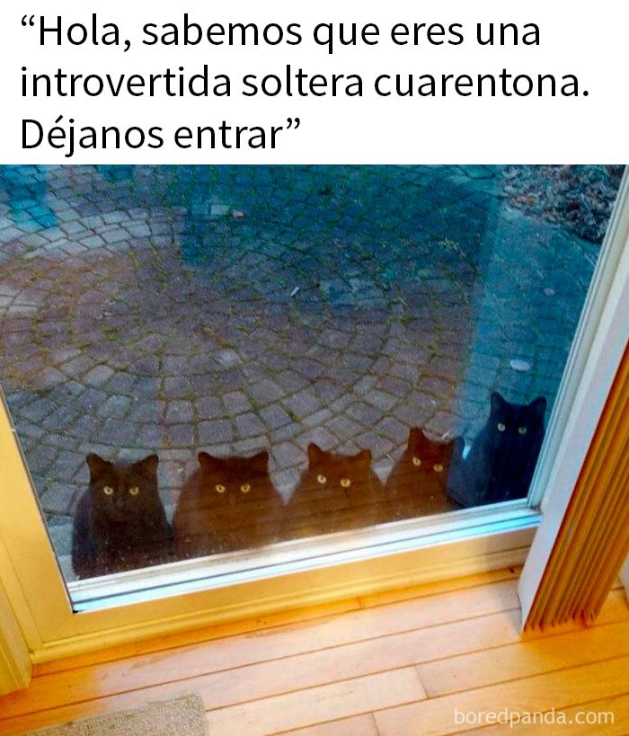 Gatos mirando a través de la puerta con expresión curiosa, meme divertido para introvertidos que buscan humor.