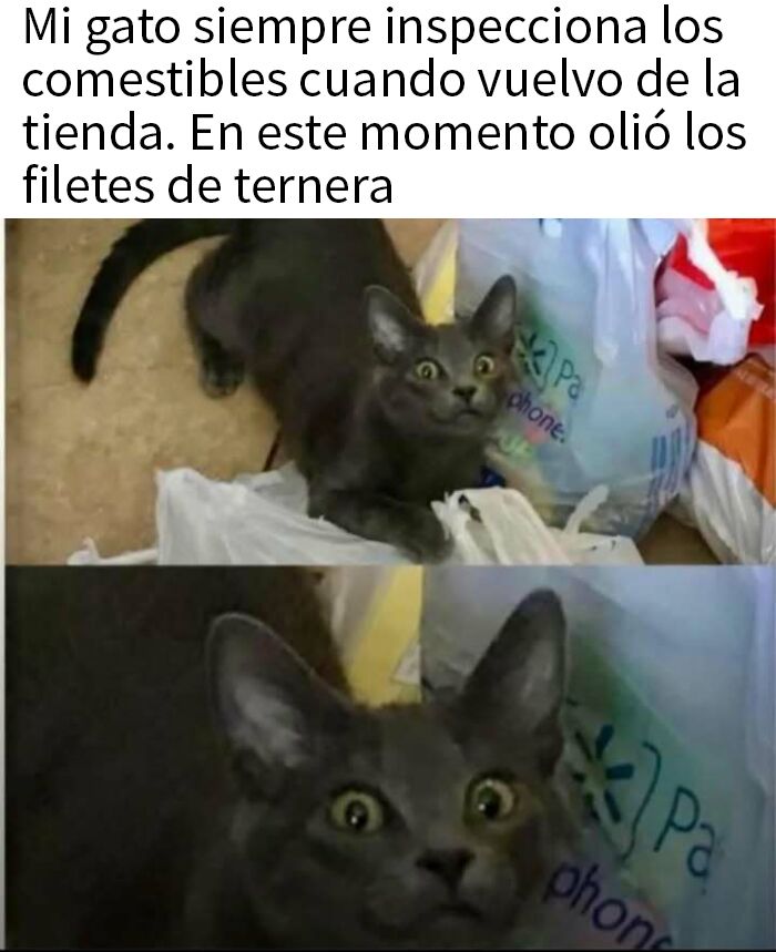 Gato inspeccionando bolsas de comestibles al volver de la tienda, destacando memes divertidos para pasar el tiempo.