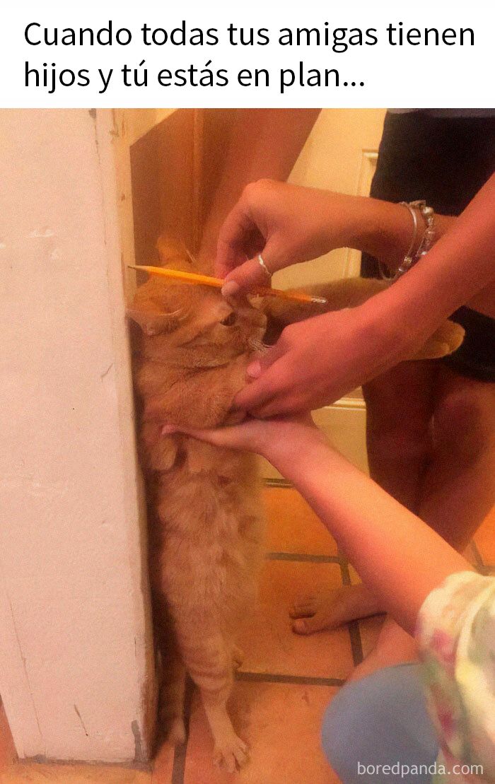Gato parado protegido por manos con lápiz, humor en memes divertidos para cuando no tengas otra cosa que hacer.