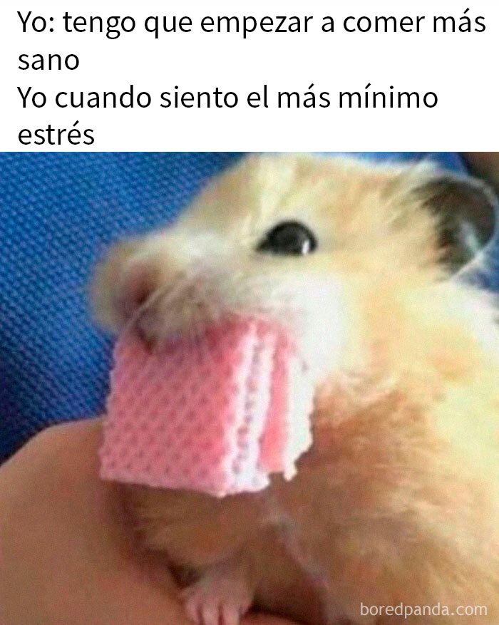 Hámster comiendo wafer rosa con texto sobre empezar a comer sano y estrés, meme divertido para pasar el tiempo.