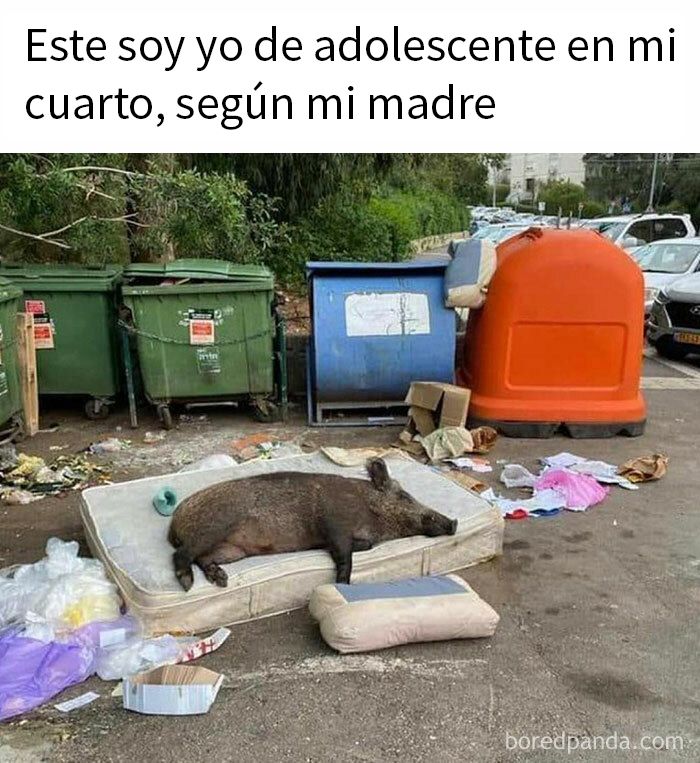 Chancho descansando sobre un colchón viejo en la calle, rodeado de basura, memes divertidos para mirar sin otra cosa que hacer.