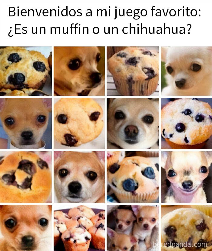 Memes divertidos con chihuahuas y muffins mezclados en una cuadrícula para entretener sin otra cosa que hacer.