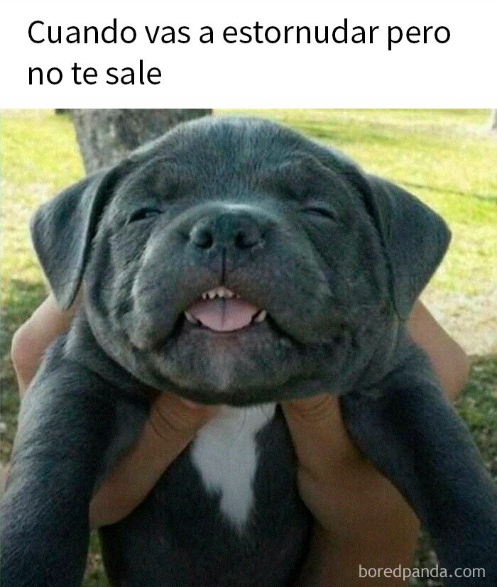 Cachorro con expresión divertida ilustrando memes divertidos para mirar cuando no tienes otra cosa que hacer.