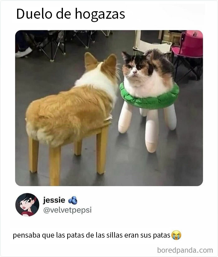 Gato y perro con patas de silla, meme divertido para los que dominan el sarcasmo y disfrutan del humor inteligente.