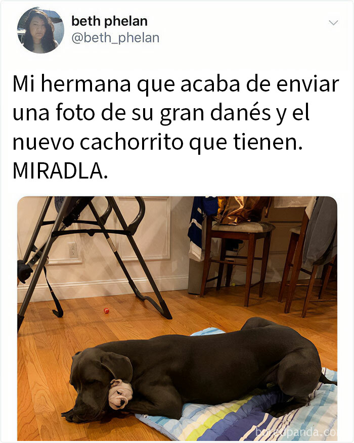 Perros grandes y cachorrito durmiendo juntos en casa, imagen divertida y reconfortante de memes de perros.