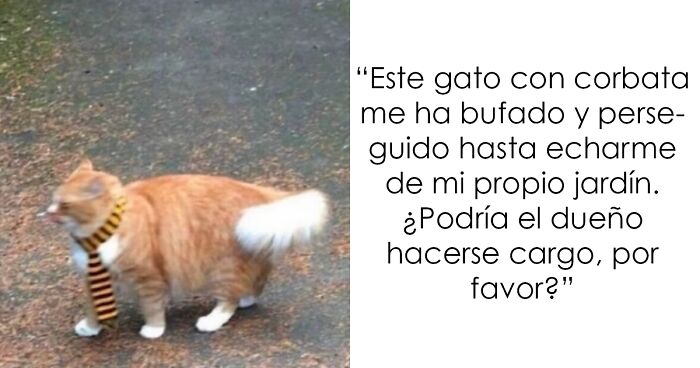 Gato con corbata en jardu00edn, imagen divertida de Reino Unido que refleja el humor britu00e1nico fuera de contexto.