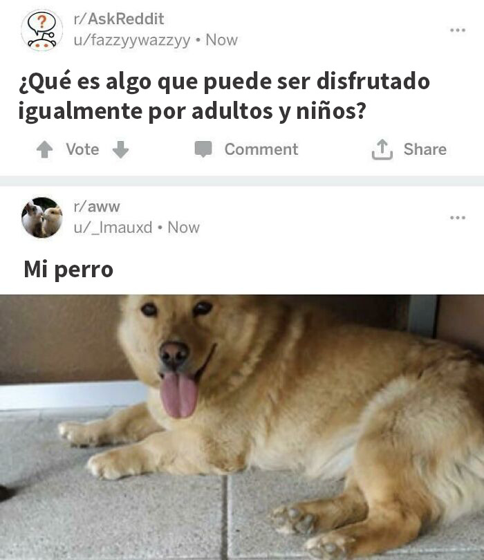 Perro con lengua afuera en captura de pantalla inusual que podría estar en un museo por su ternura y expresión única.