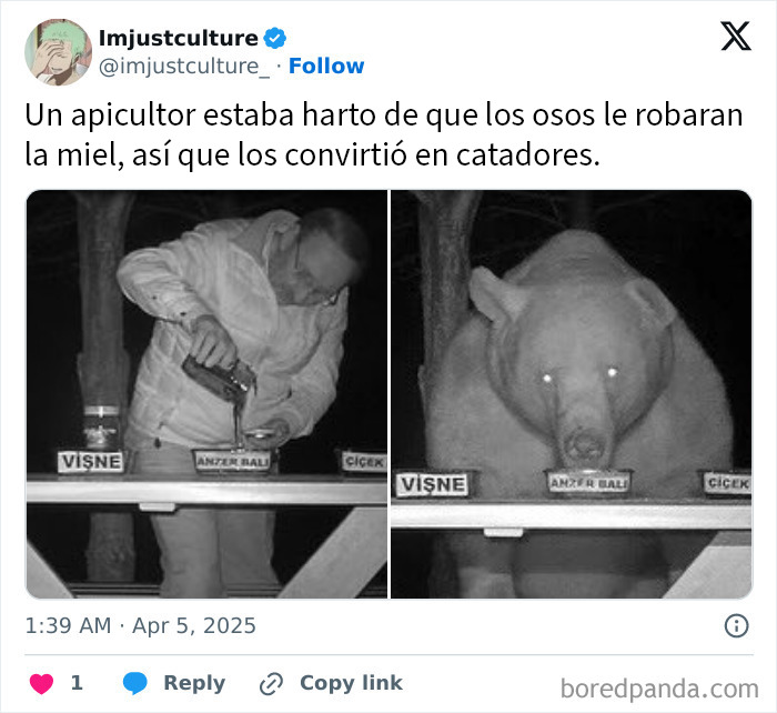 Apicultor convierte osos en catadores de miel en una historia fascinante para los más curiosos.