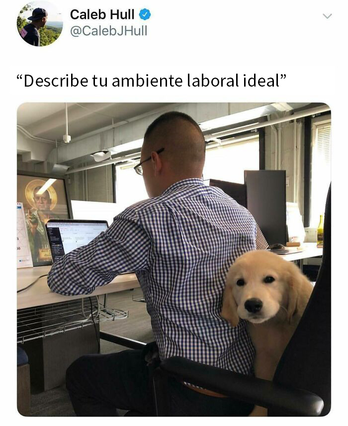 Hombre trabajando en oficina con perro cachorro golden retriever, ambiente laboral divertido y reconfortante con memes de perros.