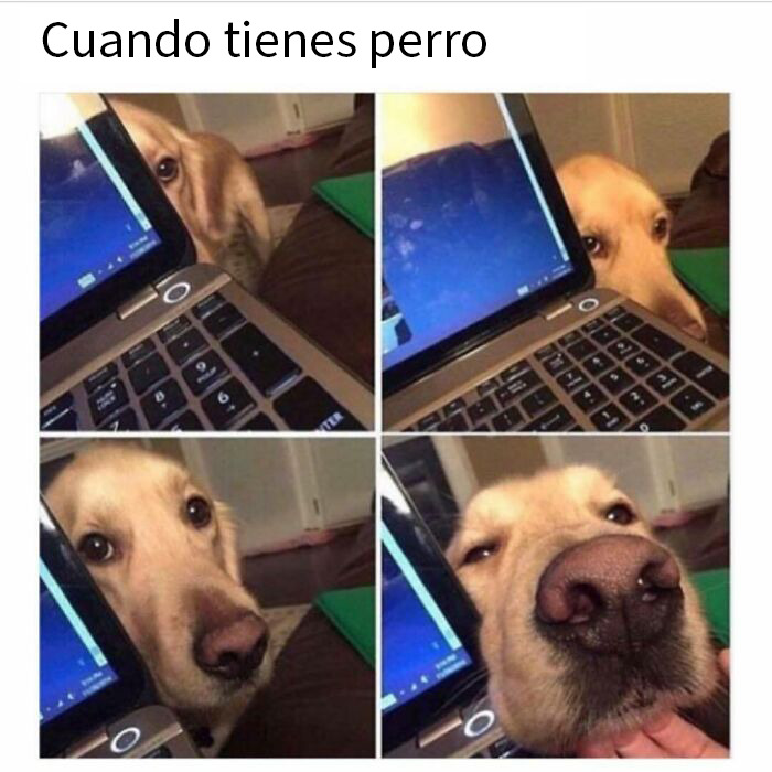 Perro curioso asomándose detrás de laptop, meme divertido y reconfortante sobre la compañía canina en casa.