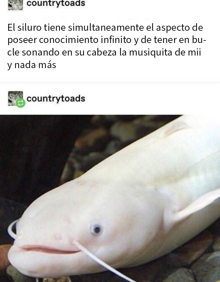 Pez siluro blanco con apariencia pensativa ilustrando frases únicas y originales nunca antes pensadas.