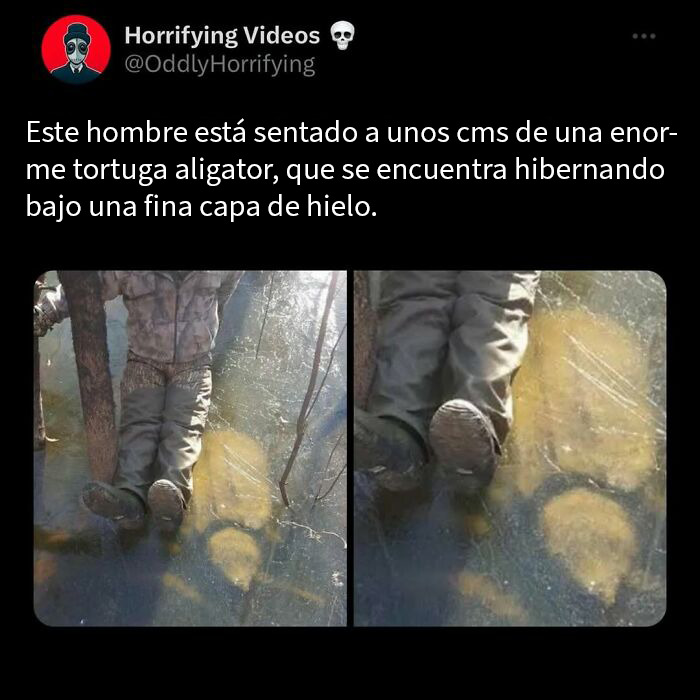 Hombre sentado cerca de una tortuga aligator hibernando bajo una fina capa de hielo en historia terrorífica.