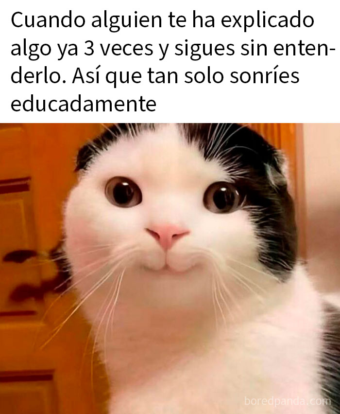 Gato con expresión sarcástica y sonrisa forzada mostrando memes sarcásticos que hacen llorar por dentro y reír por fuera.