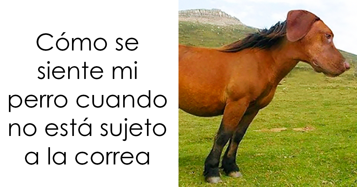 20 Divertidos y sarcásticos memes de esta página especializada en ellos