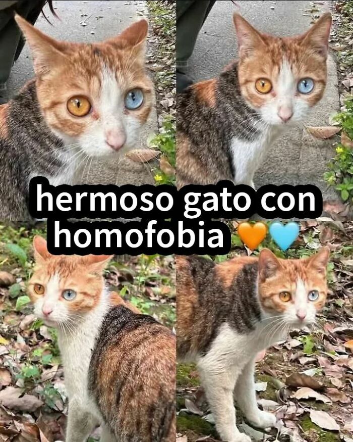 Gato con ojos de diferente color en collage de cuatro imágenes, ejemplo de publicaciones risibles y vergonzosas en redes sociales.