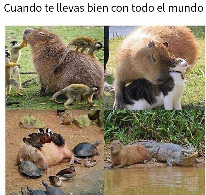 Animales mostrando convivencia pacífica y ternura, memes reconfortantes que devuelven la fe en la humanidad.