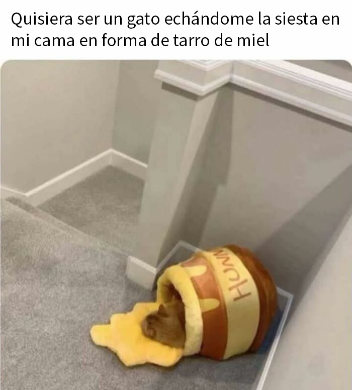 Gato durmiendo dentro de cama en forma de tarro de miel, meme reconfortante para devolver la fe en la humanidad.