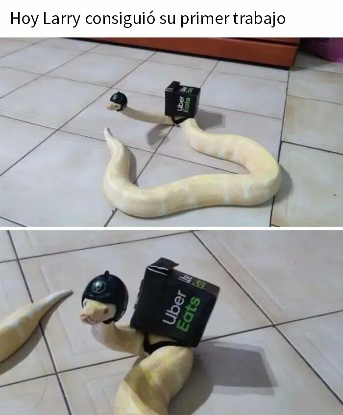 Serpiente disfrazada como repartidor de Uber Eats en meme divertido y reconfortante que devuelve la fe en la humanidad.