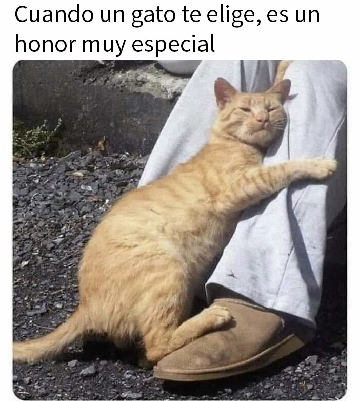 Gato abrazando una pierna humana en muestra de afecto, meme reconfortante que devuelve la fe en la humanidad.