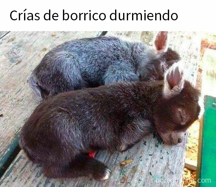 Bebés burritos dormidos juntos, imagen tierna que evoca memes reconfortantes para devolver la fe en la humanidad.