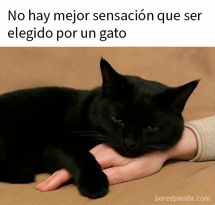 Gato negro recostado sobre la mano de una persona, mostrando ternura en memes reconfortantes para la humanidad.